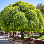 Sofora japonská (Sophora japonica) ´PENDULA´ - výška 140-180 cm, obvod kmeňa 4/6 cm kont. C25L